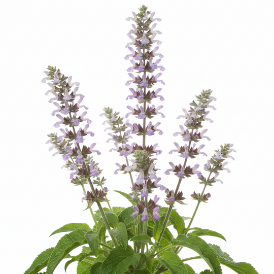 clary sage plant with flowers blooming up top and green leaves at the bottom