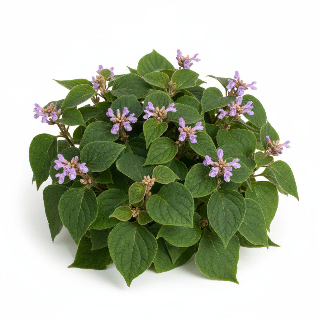 Green leafy plant with purple flowers on a white background representing patchouli 