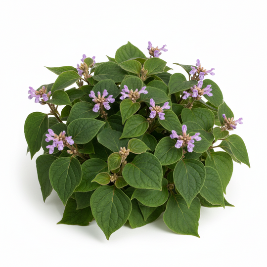 Green leafy plant with purple flowers on a white background representing patchouli 