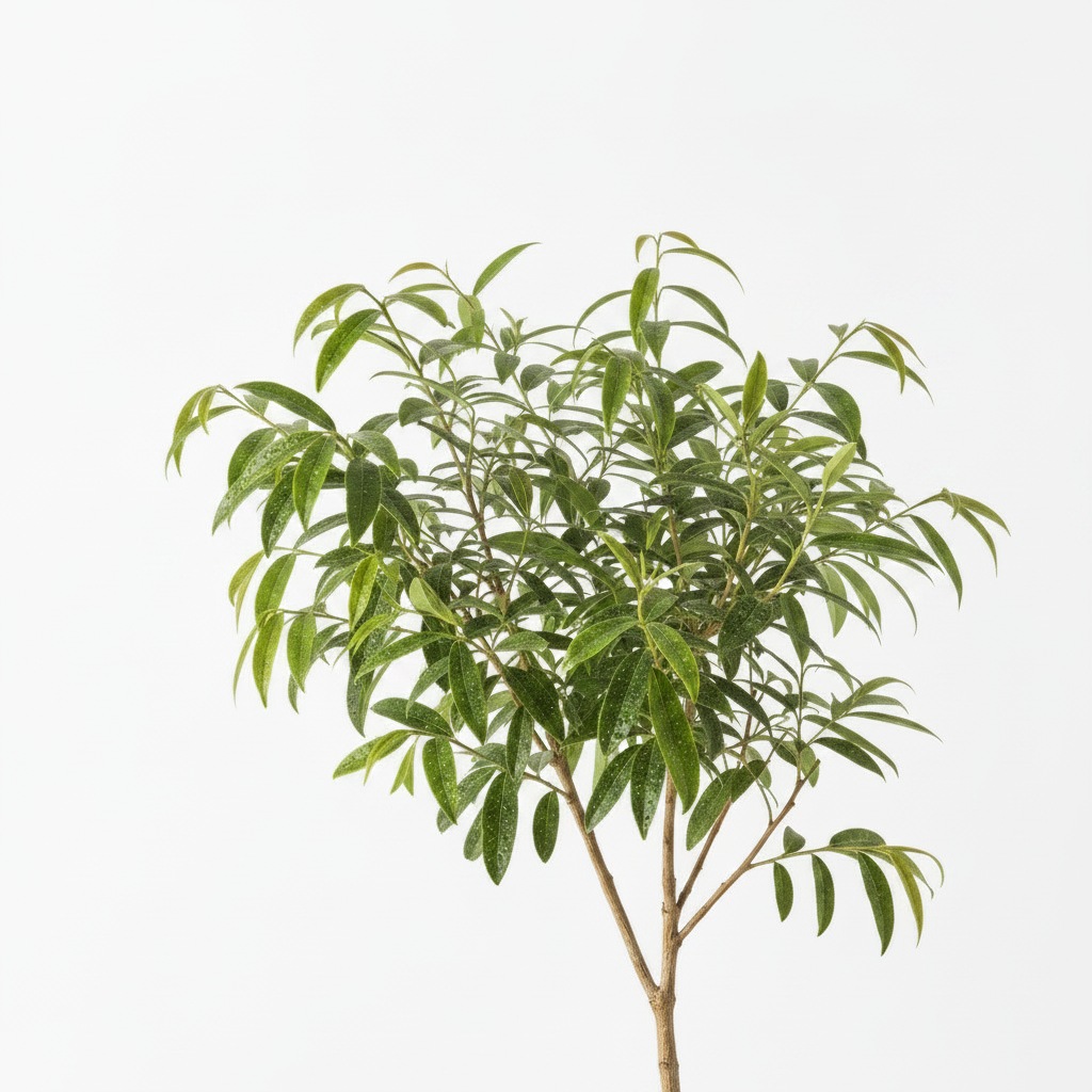 Green leafy tea tree plant on a white background