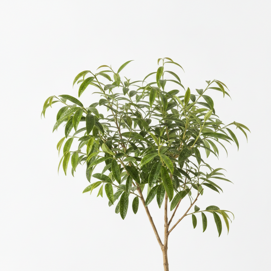 Green leafy tea tree plant on a white background