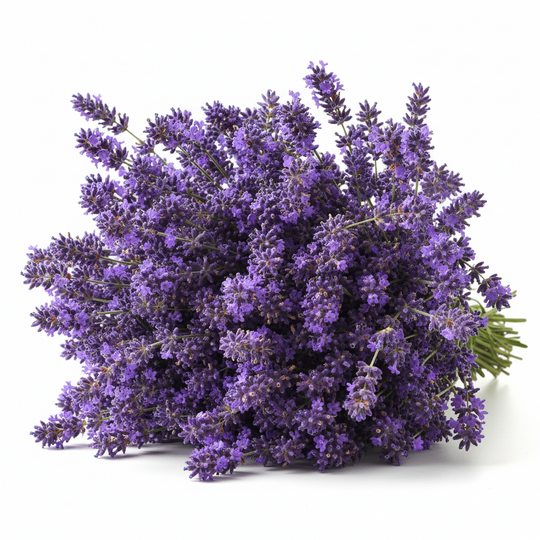 Bouquet of purple lavender flowers on a white background