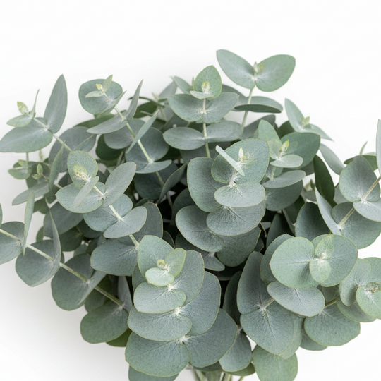 Bouquet of eucalyptus leaves on a white background